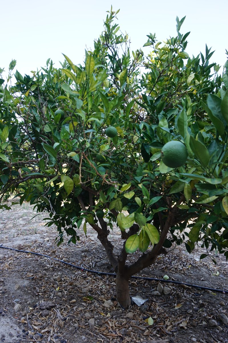 Citrus tree in the garden